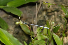 Agriocnemis argentea