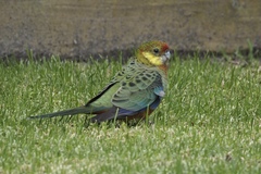 Platycercus icterotis icterotis