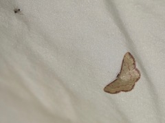 Idaea craspedota