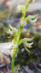 Prasophyllum striatum