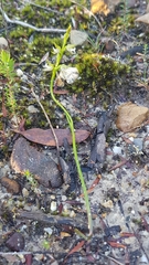 Prasophyllum striatum