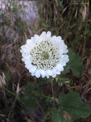 Artedia squamata
