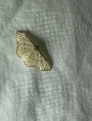 Idaea craspedota