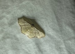 Idaea craspedota