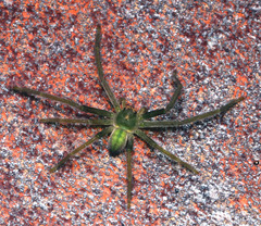 Typostola heterochroma