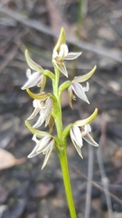 Prasophyllum striatum