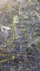Prasophyllum striatum