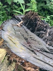 Pedostibes tuberculosus