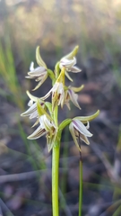 Prasophyllum striatum