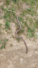 Anguis fragilis