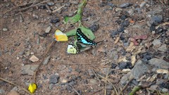Graphium policenes