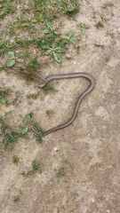 Anguis fragilis