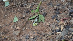 Graphium policenes