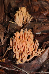 Ramaria anziana