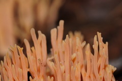 Ramaria anziana