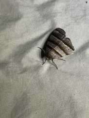 Flammona quadrifasciata