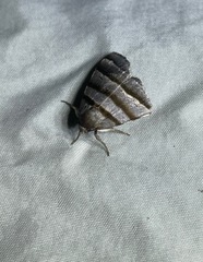 Flammona quadrifasciata