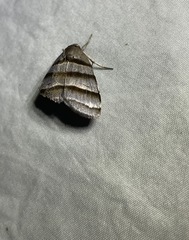 Flammona quadrifasciata