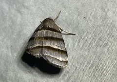 Flammona quadrifasciata