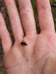 Mitoplinthus caliginosus