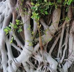 Ficus