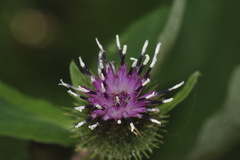Arctium minus minus