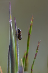 Cercopicesa tasmaniae