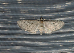 Eupithecia virgaureata