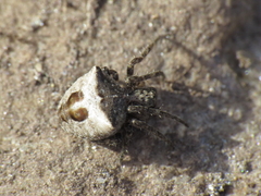 Gibbaranea bituberculata