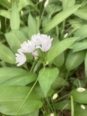 Allium neapolitanum