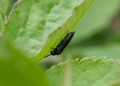 Tomostethus nigritus