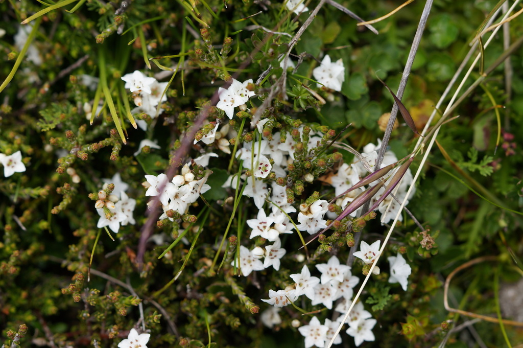 Snow Heath
