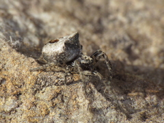 Gibbaranea bituberculata