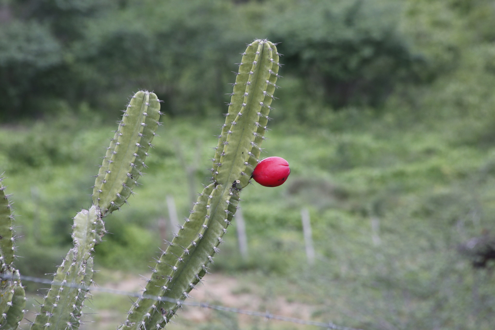 Cereus jamacaru