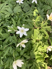 Anemonoides nemorosa