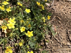 Potentilla incana