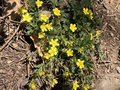 Potentilla incana