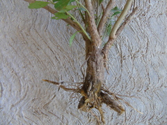 Baccharis heterophylla