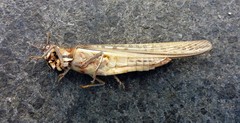 Austracris guttulosa