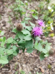 Centaurea pectinata