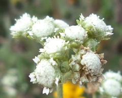 Parthenium bipinnatifidum