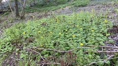 Doronicum pardalianches