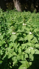 Lamium album