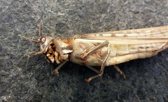 Austracris guttulosa
