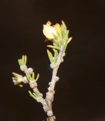 Aspalathus campestris
