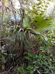 Thrinax radiata