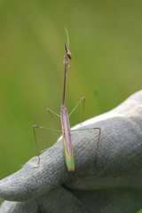 Idolomorpha