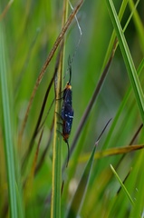 Plectrotarsus tasmanicus