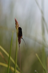 Plectrotarsus tasmanicus