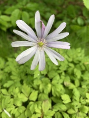 Anemonoides apennina